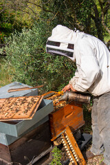 Le travail des abeilles pour la production du miel