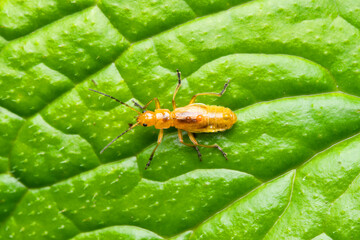 Nymph of common red soldier beetle, Thagonycha fulva, Satara, Maharashtra, India