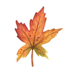 Watercolor colorful autumn leaf isolated on white background. Hand Drawn watercolor illustration.