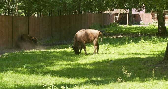 two bisons graze on the pasture, closed farm