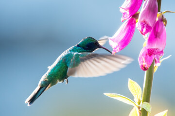 Green Violet-ear hummingbird (Colibri thalassinus) in flight isolated on a green background in Costa Rica © vaclav