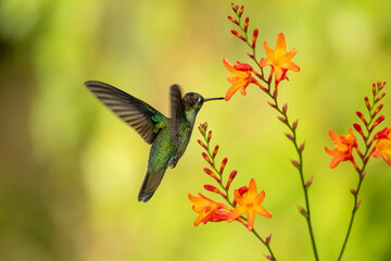 Green Violet-ear hummingbird (Colibri thalassinus) in flight isolated on a green background in Costa Rica
