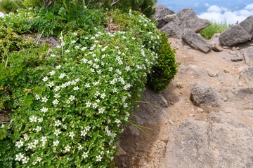 鳥海山の高山植物（チョウカイフスマ）