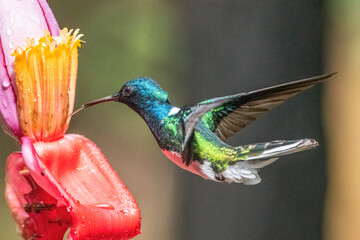 Green Violet-ear hummingbird (Colibri thalassinus) in flight isolated on a green background in Costa Rica