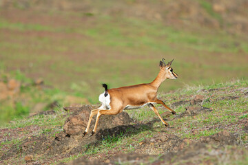 Antelope Chinkara running at Saswad, Maharashtra, India