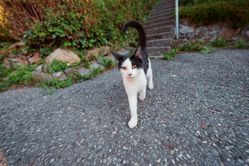 Kitty cat on village street.