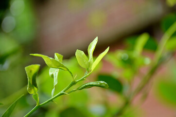 the green lime branch and small leaves in the garden.