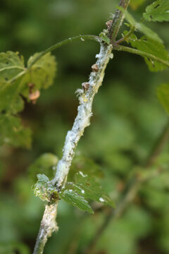 Citrus Flatid Planthopper on a green plant. Metcalfa pruinosa white insects
