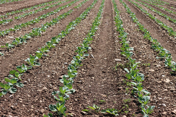Fototapeta na wymiar Green cabbages cultivation. Cabbages in a row in the field on a sunny day. Brassica oleracea 