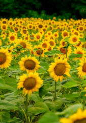 Fototapeta premium Sunflowers blooming in the field