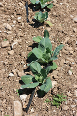Green cabbages cultivation with drip irrigation system. Cabbages in a row in the field on a sunny day. Brassica oleracea
