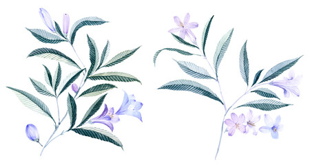 Flowers watercolor illustration.Manual composition.Big Set watercolor elements.