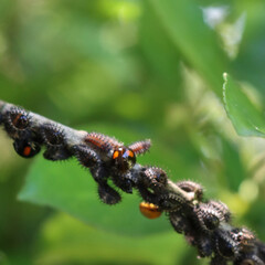 Harlequin ladybird or adalia bipunctata insect  in the garden. Black Ladybug larvae on green leaves on summer
