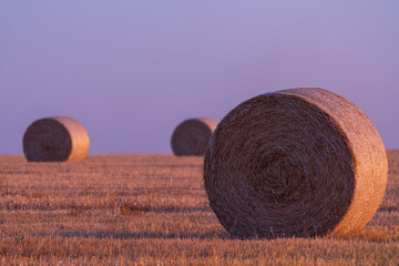 Hay rolls and warm sunset sunlight in the field