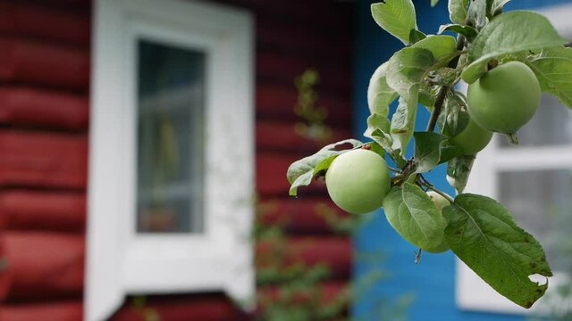 Green unripe apples and leaves on the branches of an apple tree stagger in the wind on the background of a country house