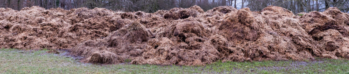 big fresh dung hill on meadow in winter