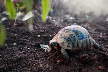 Wild brown turtle walking outdoor.