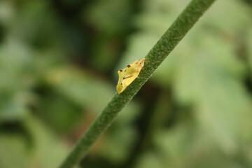 Yellow chrysalis on a plant in the garden on selctive focus. Metamorphosis of a butterfly
