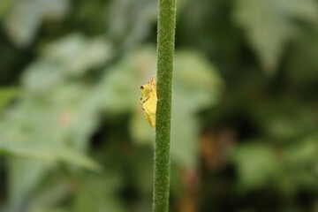 Yellow chrysalis on a plant in the garden on selctive focus. Metamorphosis of a butterfly
