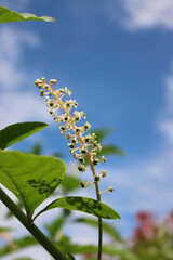 American Pokeweed plant in bloom against blue sky. Phytolacca americana plant with white flowers and little green berries
