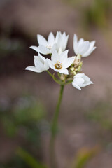 Chinkerinchee Bulb Plant Flower 
