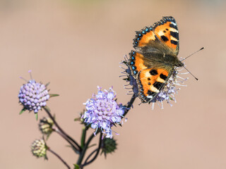 Obraz premium Nettle butterfly