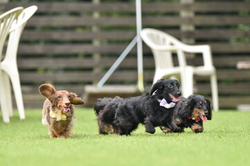 ドッグランで遊ぶミニチュアダックスフンド