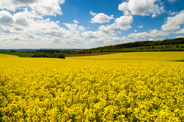 blooming canola field blue sky some clouds