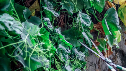 Hands of middle-aged woman with pruner scissors trimming plants outdoors in the garden.