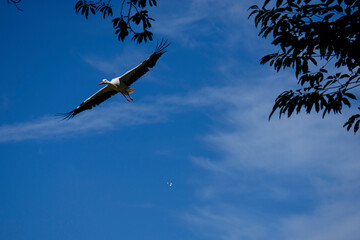 vulture in flight