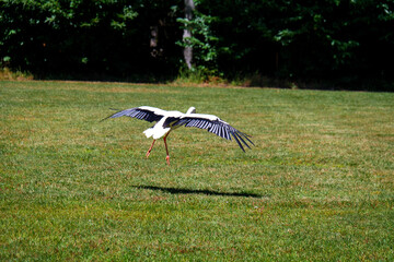 stork in the grass