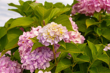 Pink hydrangea flowers, hortensia background. Natural, botanical.Garden plant.