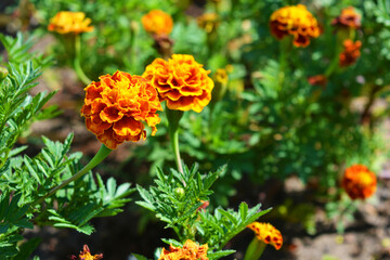 Bright and colorful curly flowers of black-haired flowers growing on the street.