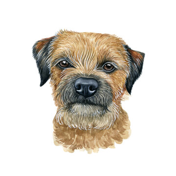 Watercolor illustration of a funny dog. Hand made character. Portrait cute dog isolated on white background. Watercolor hand-drawn illustration. Popular breed dog. border terrier