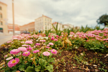 Flowerbed garden in downtown in old town.