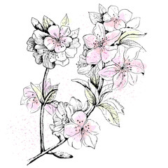 Delicate branch of an apple tree with flowers. Linear drawing by hands.