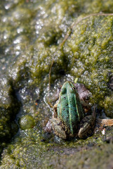 marsh frog (Pelophylax ridibundus) on algae at the lake shore