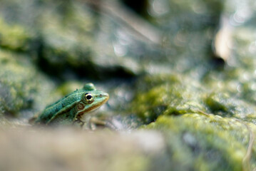 marsh frog (Pelophylax ridibundus) on algae at the lake shore