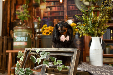 ビンテージ背景でおすましするミニチュアダックスフンド