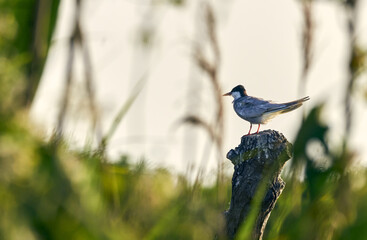 Bird on a broken log with the background out of focus