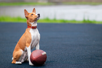 Funny happy beautiful dog is playing with American football ball on the sport ground, playground....