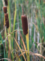 Reed mace plant also known as cat - tail, bulrush, swamp sausage, punks, typha angustifolia