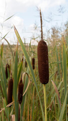 Reed mace plant also known as cat - tail, bulrush, swamp sausage, punks, typha angustifolia