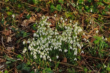 Many snowdrops growing on the forest floor - galanthus