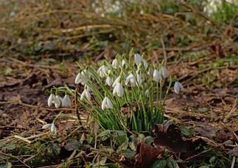 Snowdrops growing on the forest floor 