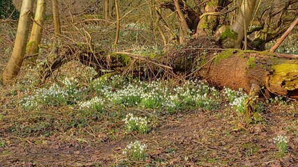 orest wilderness in Bourgoyen natue reserve in Ghent, Belgium, with snowdrops flowering on the forest floor 