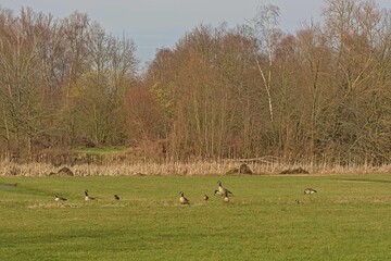 Meadow with geesein Bourgoyen nature reserve, Ghent, Flanders, Belgium