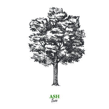 Hand drawn sketch ash tree illustration. Vector isolated vintage background