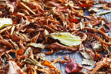 autumn foliage on the road