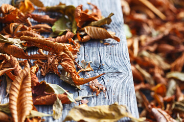 autumn foliage on the road